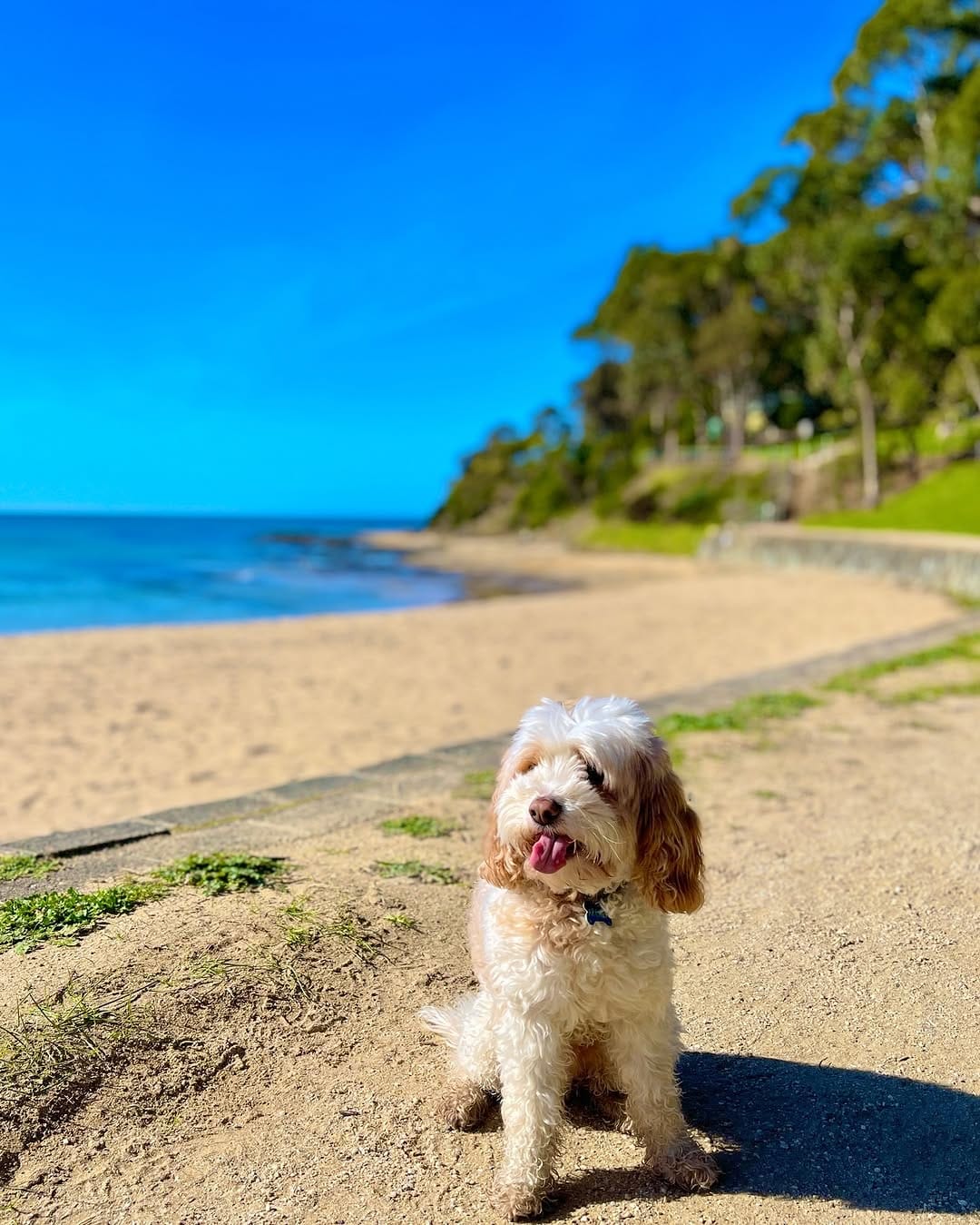 Post 1 by Archer Pupperino on Instagram (image)