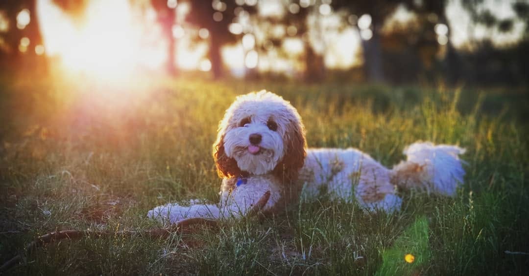 Post 9 by Archer Pupperino on Instagram (image)