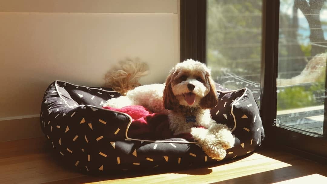 Post 8 by Archer Pupperino on Instagram (image)