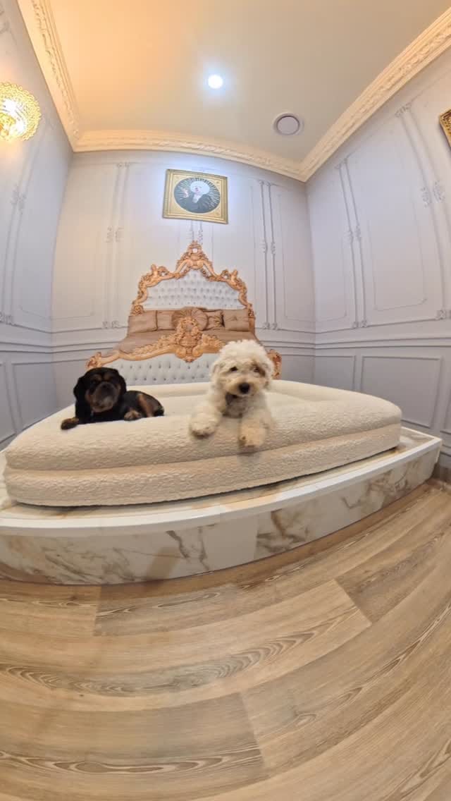 Post 10 by Pet Resorts AU Port Melbourne | Pet Boarding & Doggy Daycare on Instagram (video)