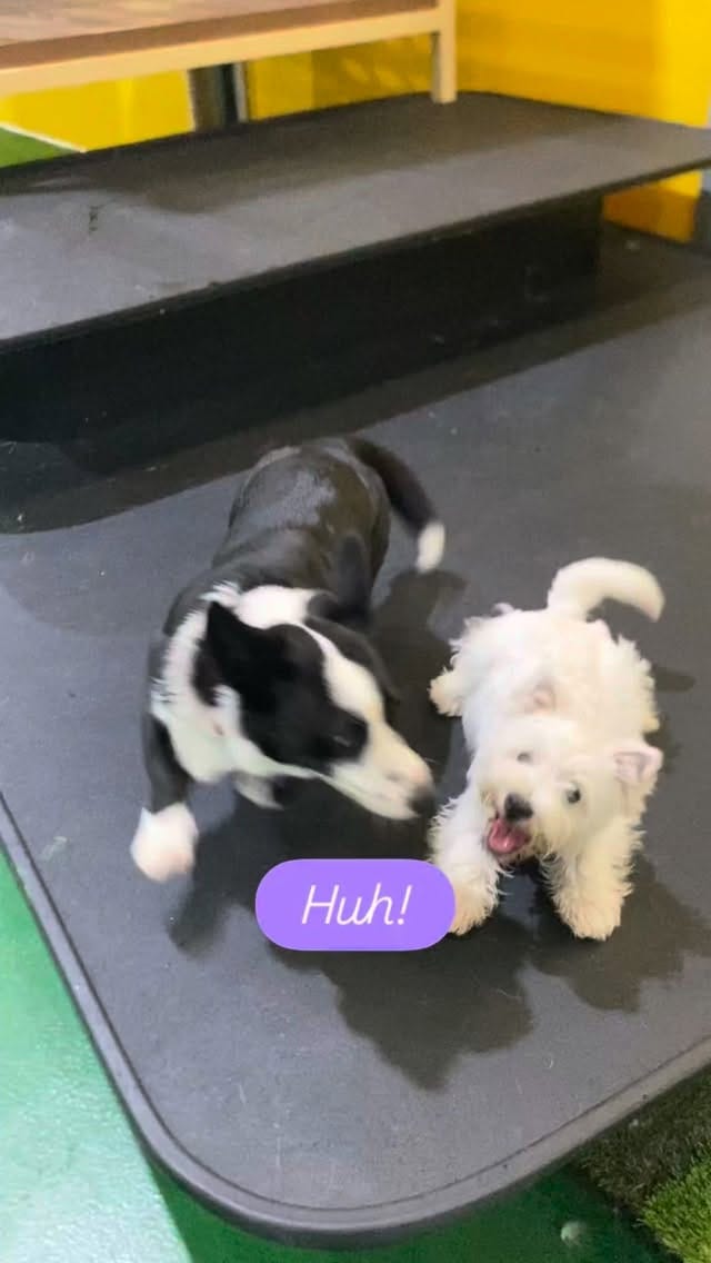 Post 7 by Pet Resorts AU Port Melbourne | Pet Boarding & Doggy Daycare on Instagram (video)