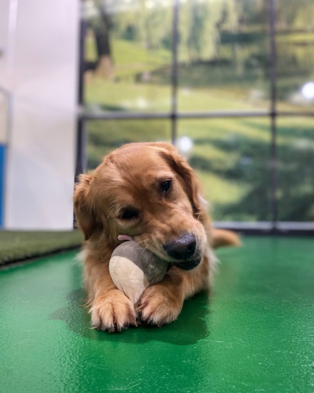 Post 4 by Pet Resorts AU Port Melbourne | Pet Boarding & Doggy Daycare on Instagram (image)