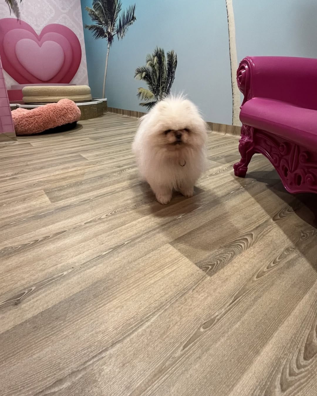 Post 9 by Pet Resorts AU Port Melbourne | Pet Boarding & Doggy Daycare on Instagram (image)