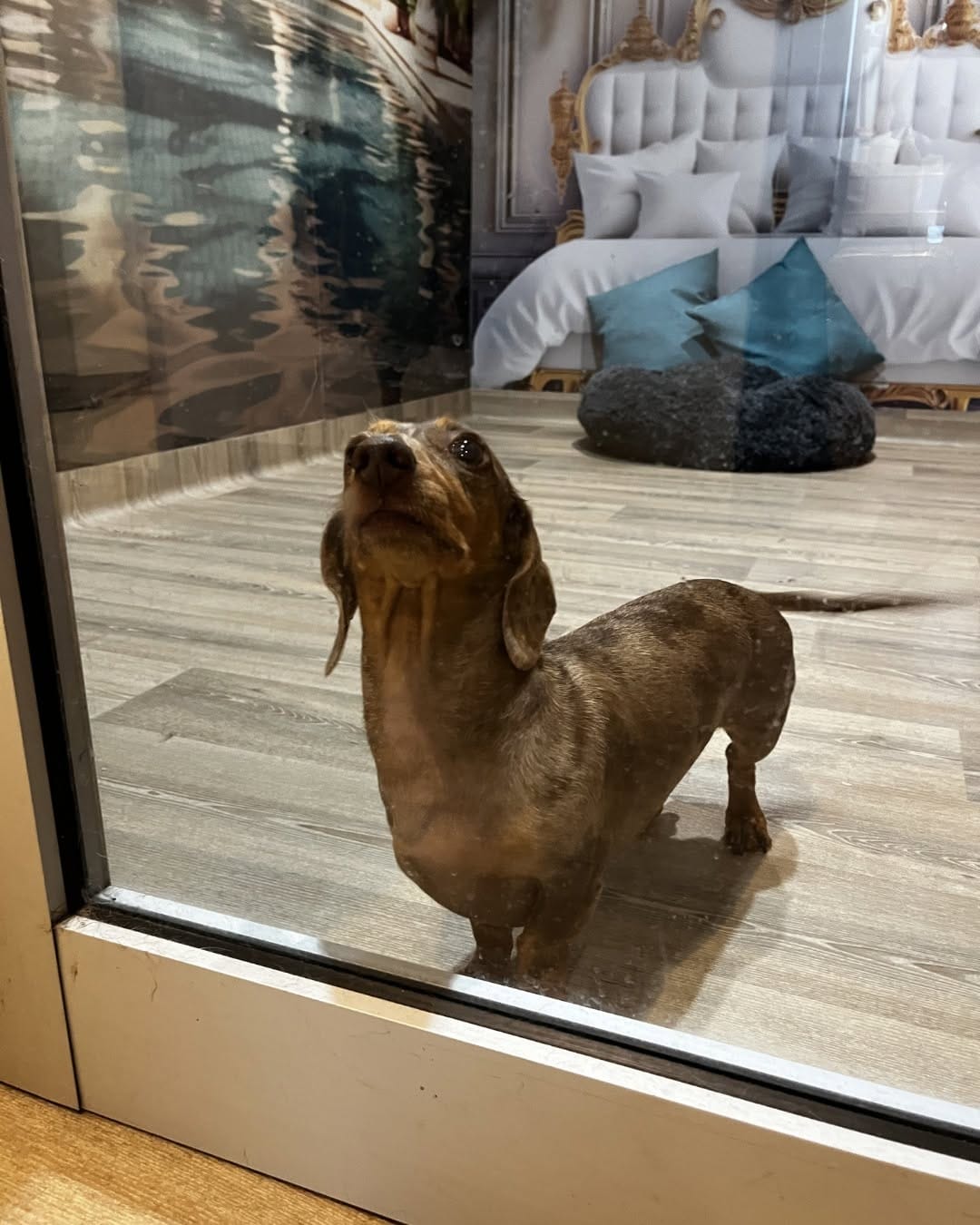 Post 5 by Pet Resorts AU Port Melbourne | Pet Boarding & Doggy Daycare on Instagram (image)