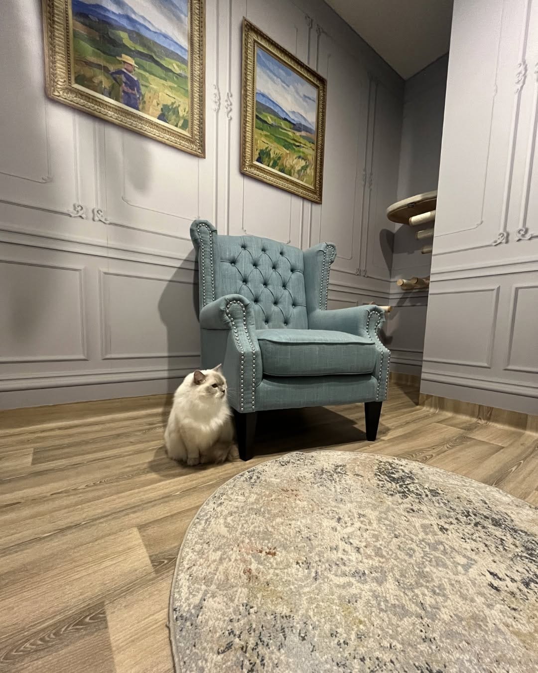 Post 3 by Pet Resorts AU Port Melbourne | Pet Boarding & Doggy Daycare on Instagram (image)