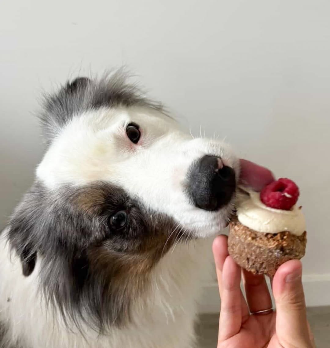Post 9 by THE ORGANIC DOG COMPANY on Instagram (carousel)