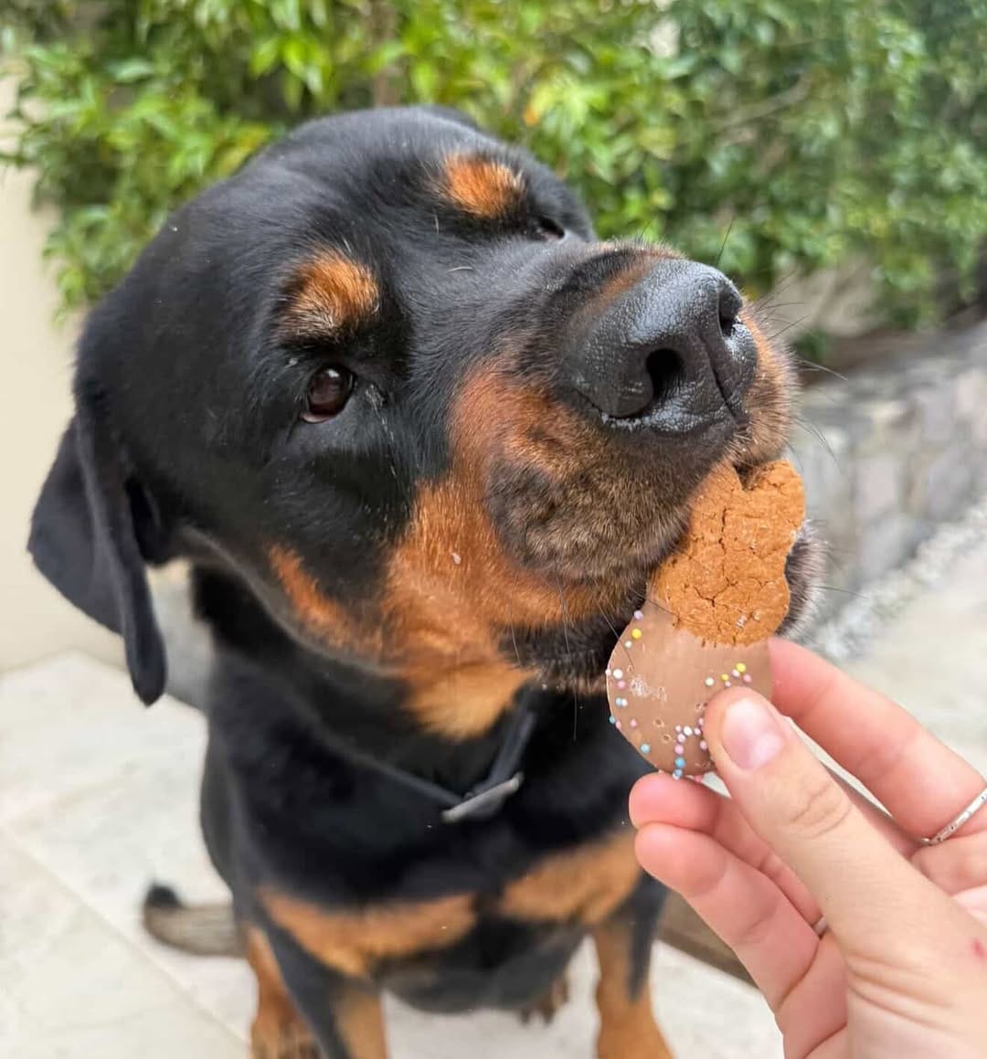 Post 7 by THE ORGANIC DOG COMPANY on Instagram (carousel)