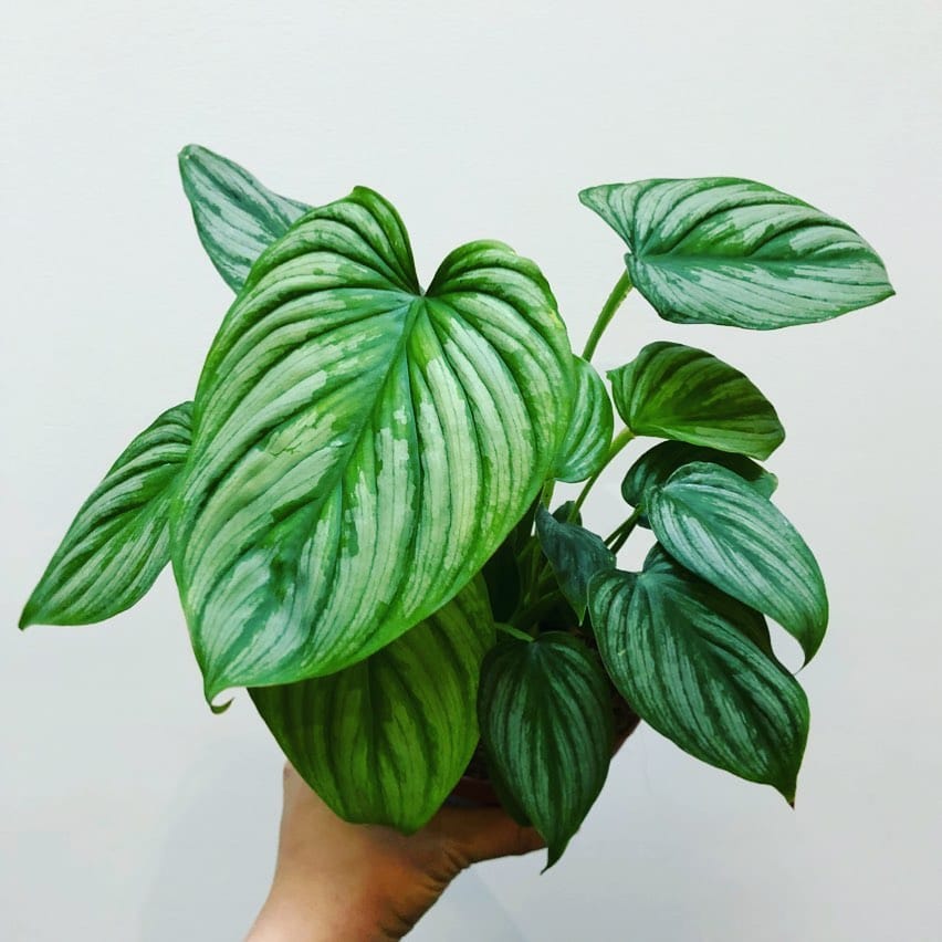 Post 10 by My Jungle Home on Instagram (image)