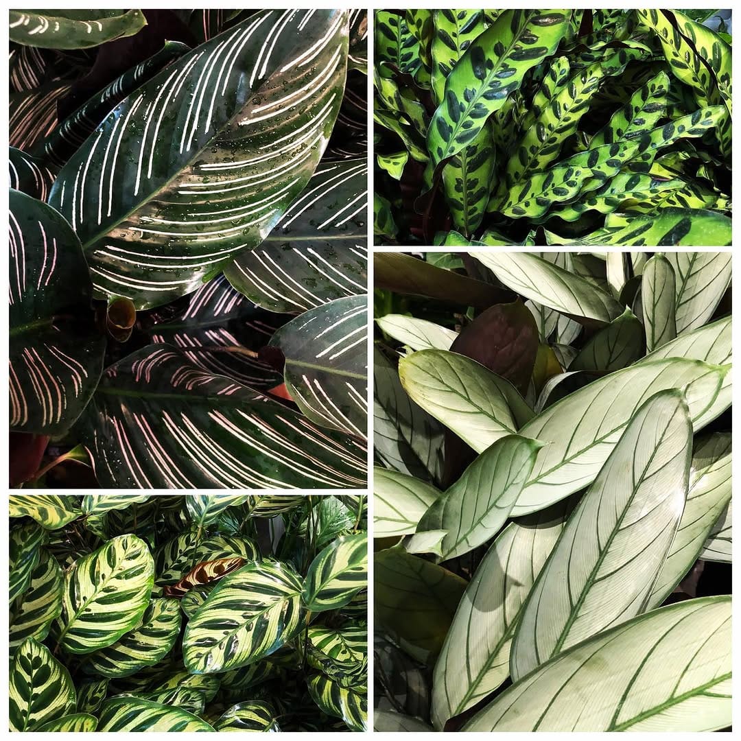 Post 6 by My Jungle Home on Instagram (image)