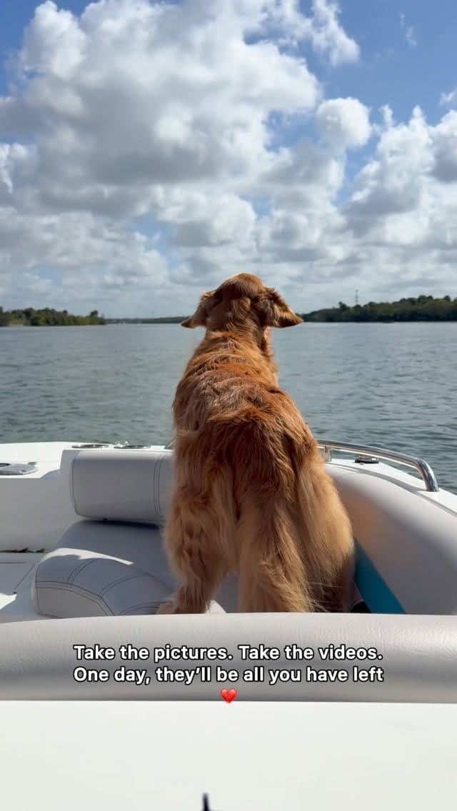 Post 2 by Bowen & Max- Golden Retrievers✨ | Moe & Chip- Cats 🐱 on Instagram (video)