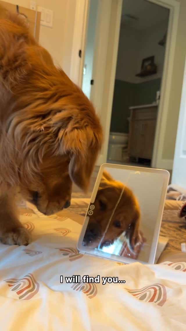 Post 3 by Bowen & Max- Golden Retrievers✨ | Moe & Chip- Cats 🐱 on Instagram (video)