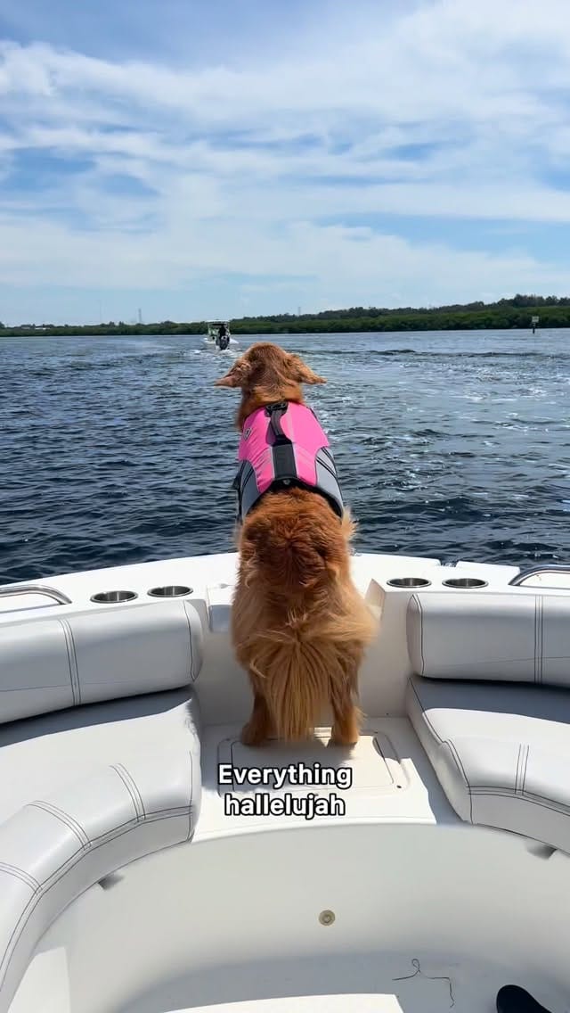Post 6 by Bowen & Max- Golden Retrievers✨ | Moe & Chip- Cats 🐱 on Instagram (video)