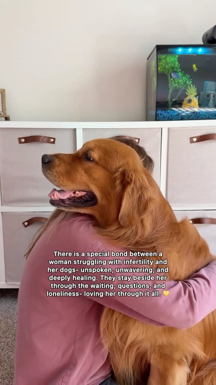 Post 7 by Bowen & Max- Golden Retrievers✨ | Moe & Chip- Cats 🐱 on Instagram (video)