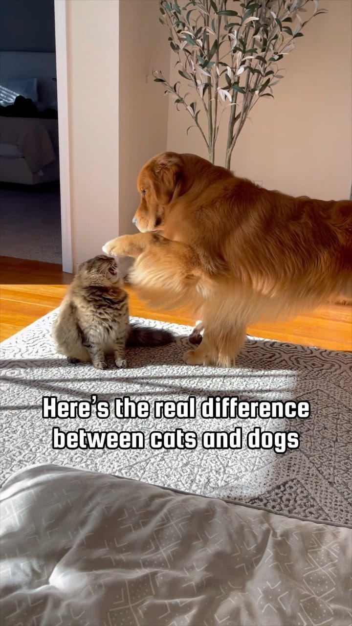 Post 9 by Bowen & Max- Golden Retrievers✨ | Moe & Chip- Cats 🐱 on Instagram (video)