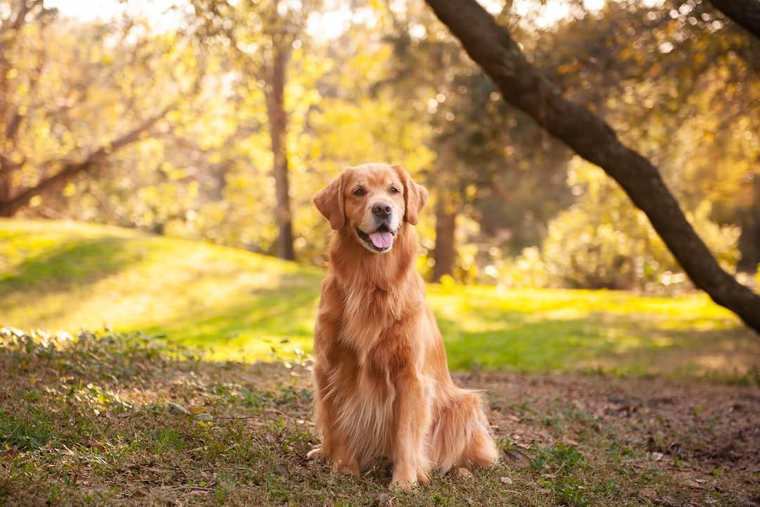 Post 8 by Bowen & Max- Golden Retrievers✨ | Moe & Chip- Cats 🐱 on Instagram (image)