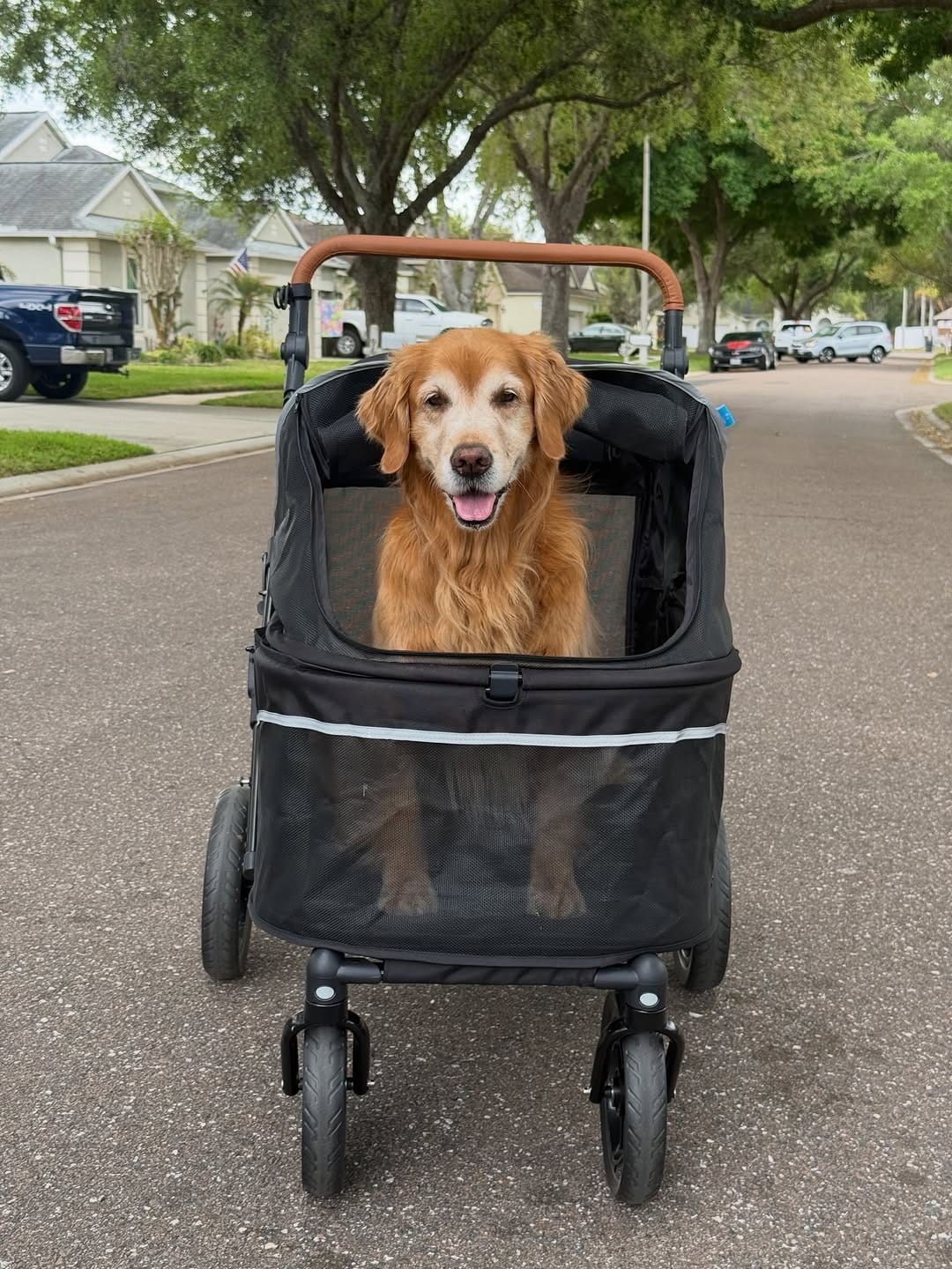 Post 4 by Bowen & Max- Golden Retrievers✨ | Moe & Chip- Cats 🐱 on Instagram (carousel)
