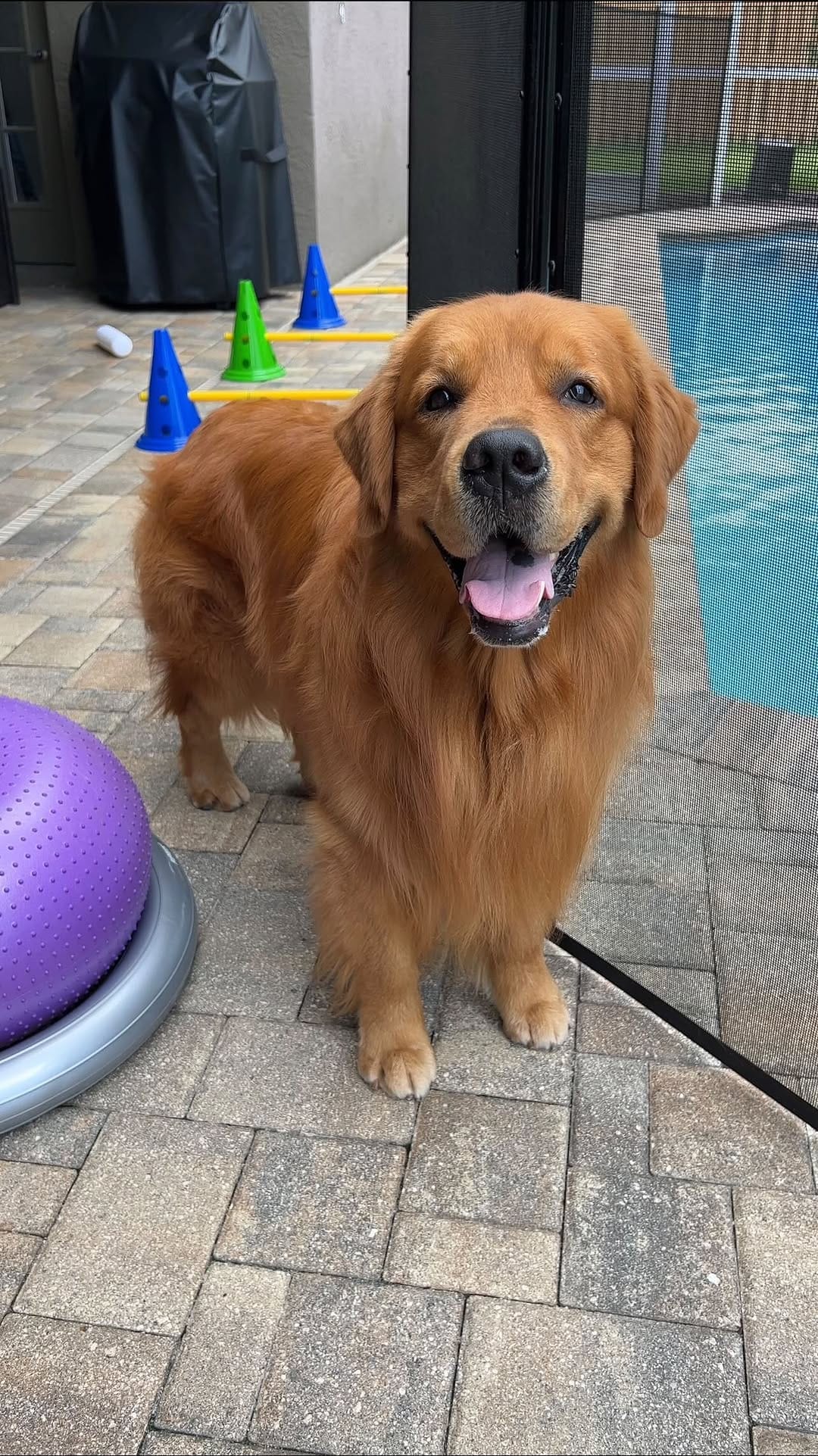 Post 10 by Bowen & Max- Golden Retrievers✨ | Moe & Chip- Cats 🐱 on Instagram (video)