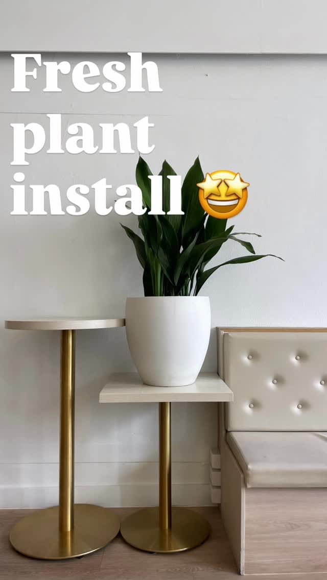 Post 6 by Plant Addicts Anonymous on Instagram (video)