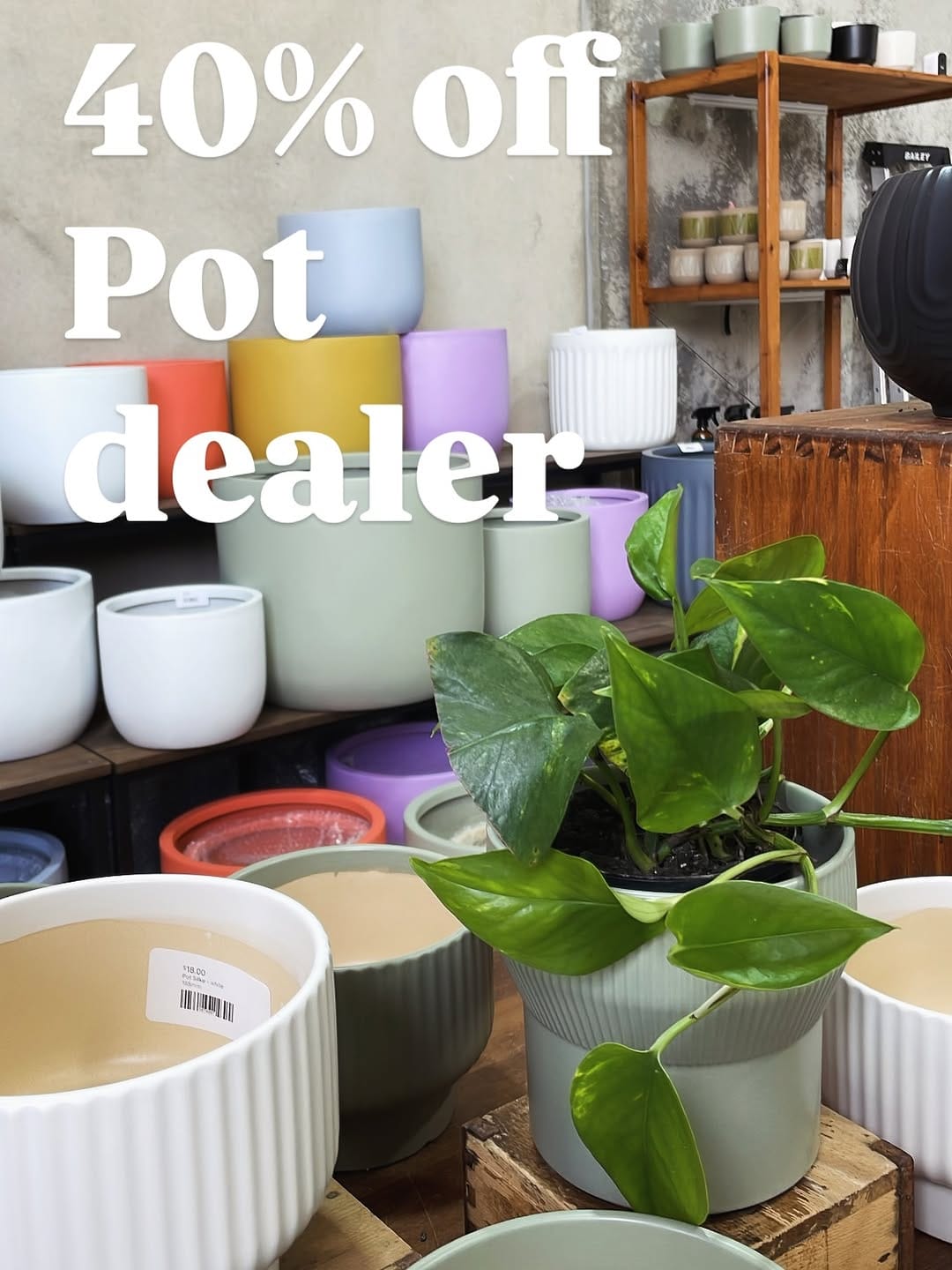 Post 8 by Plant Addicts Anonymous on Instagram (carousel)