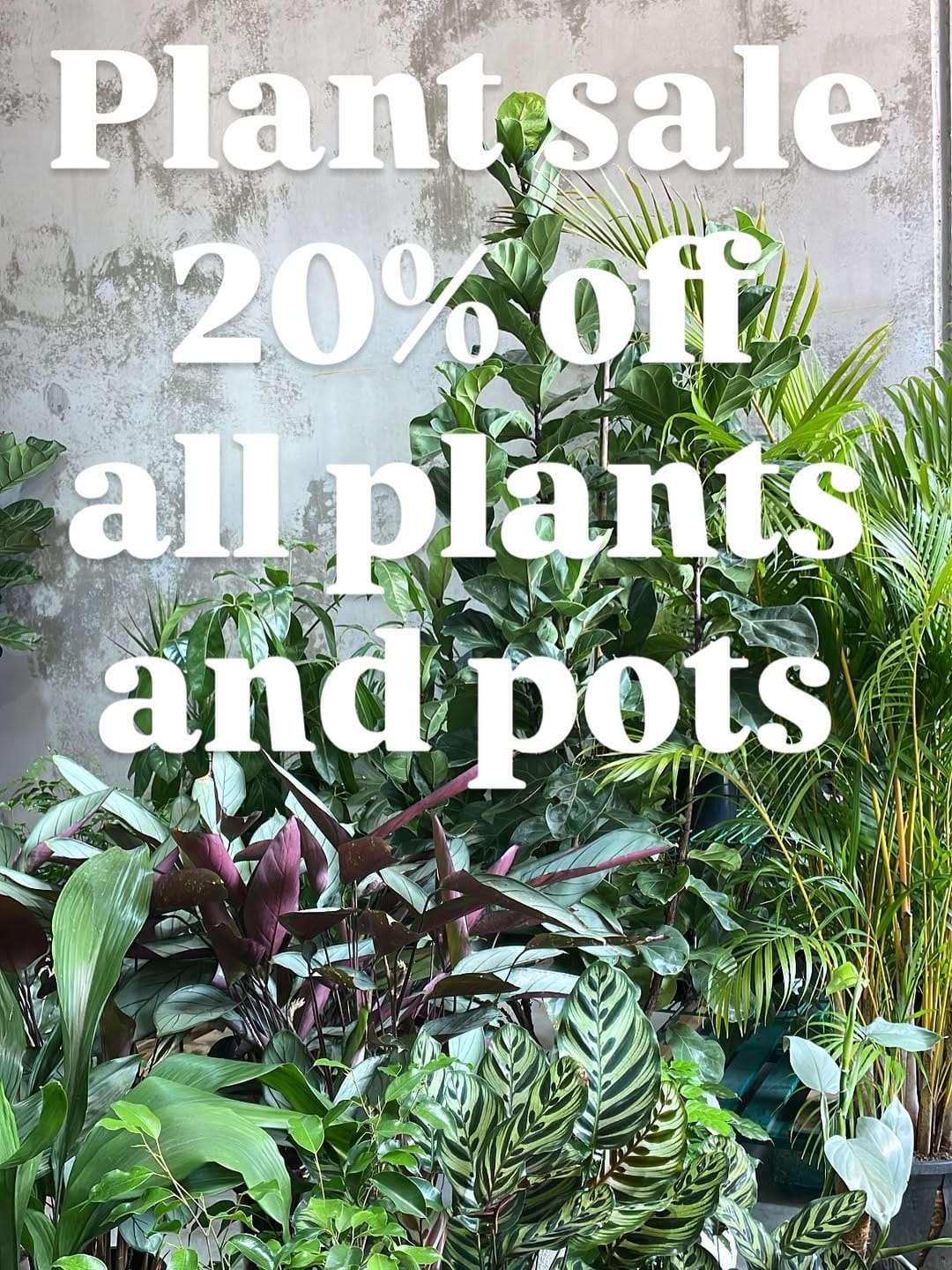 Post 4 by Plant Addicts Anonymous on Instagram (carousel)