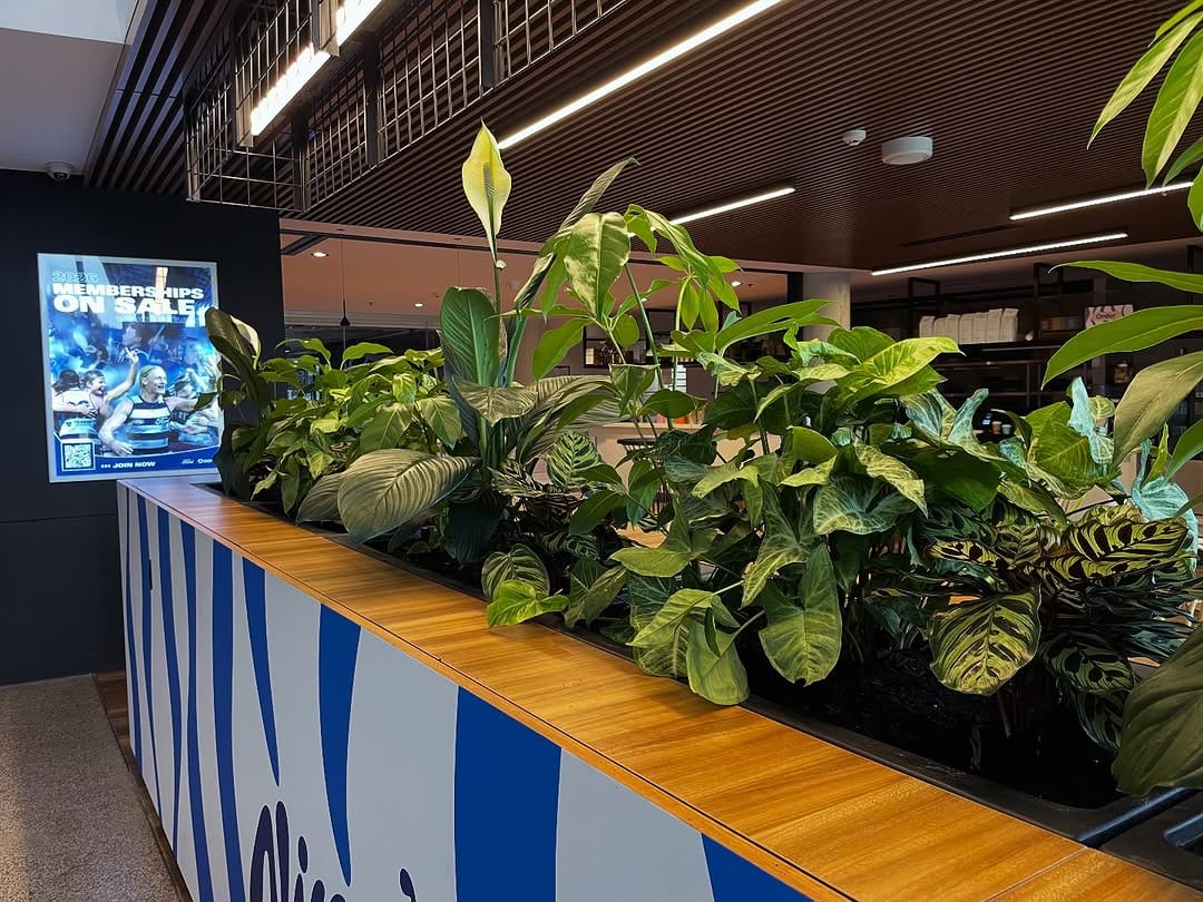 Post 5 by Plant Addicts Anonymous on Instagram (carousel)