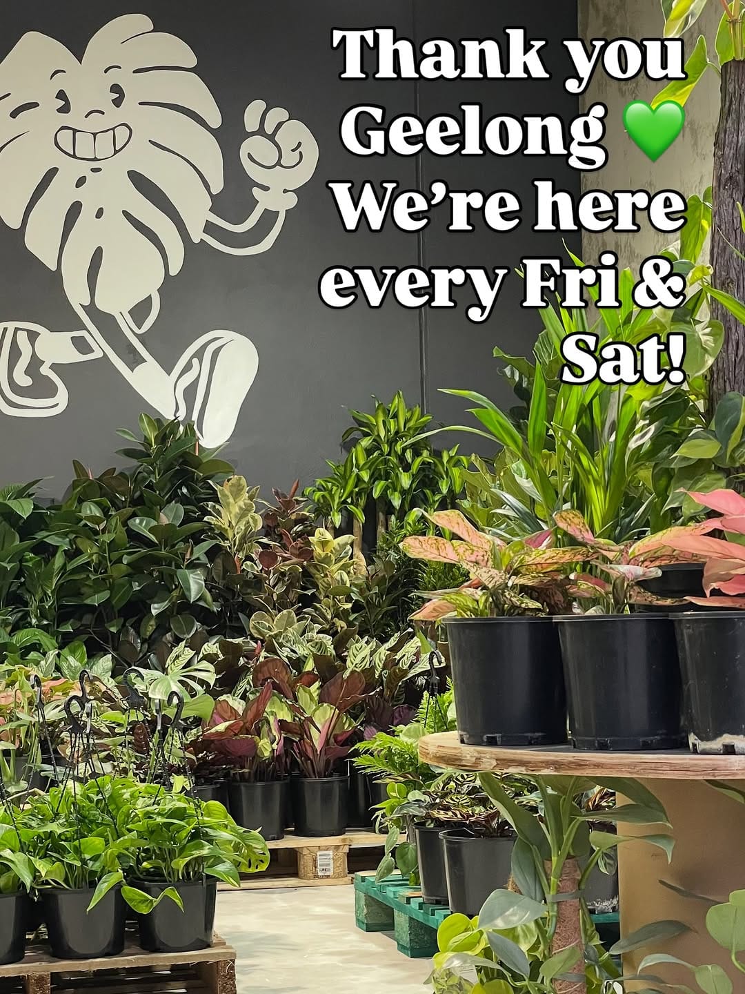 Post 9 by Plant Addicts Anonymous on Instagram (image)