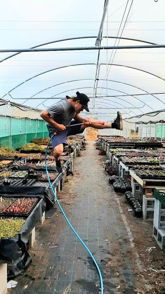 Post 8 by MICK | HORTICULTURALIST | SUCCULENT SPECIALIST 🌵 on Instagram (video)