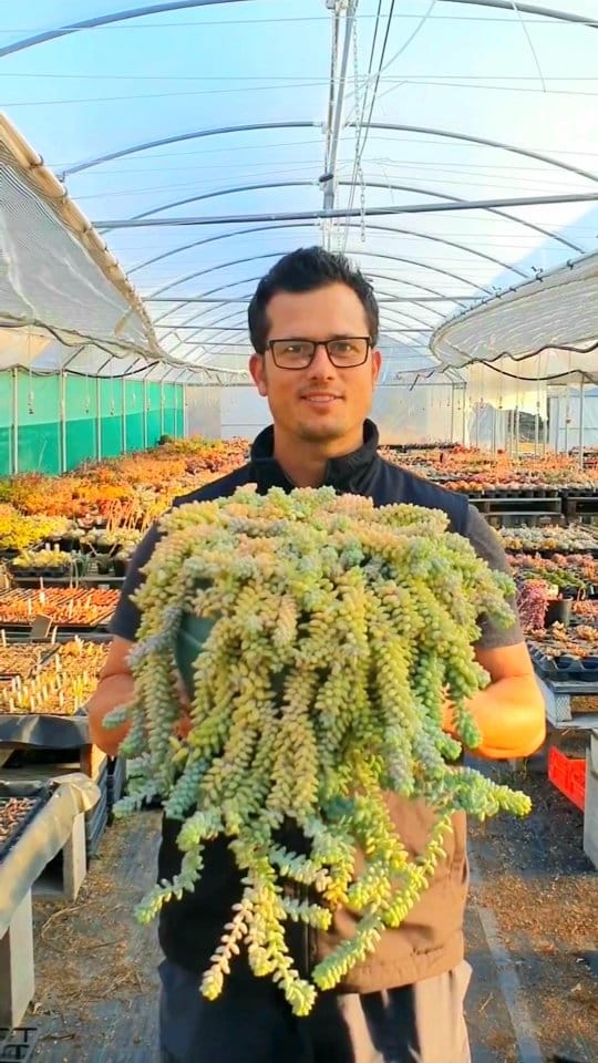 Post 4 by MICK | HORTICULTURALIST | SUCCULENT SPECIALIST 🌵 on Instagram (video)