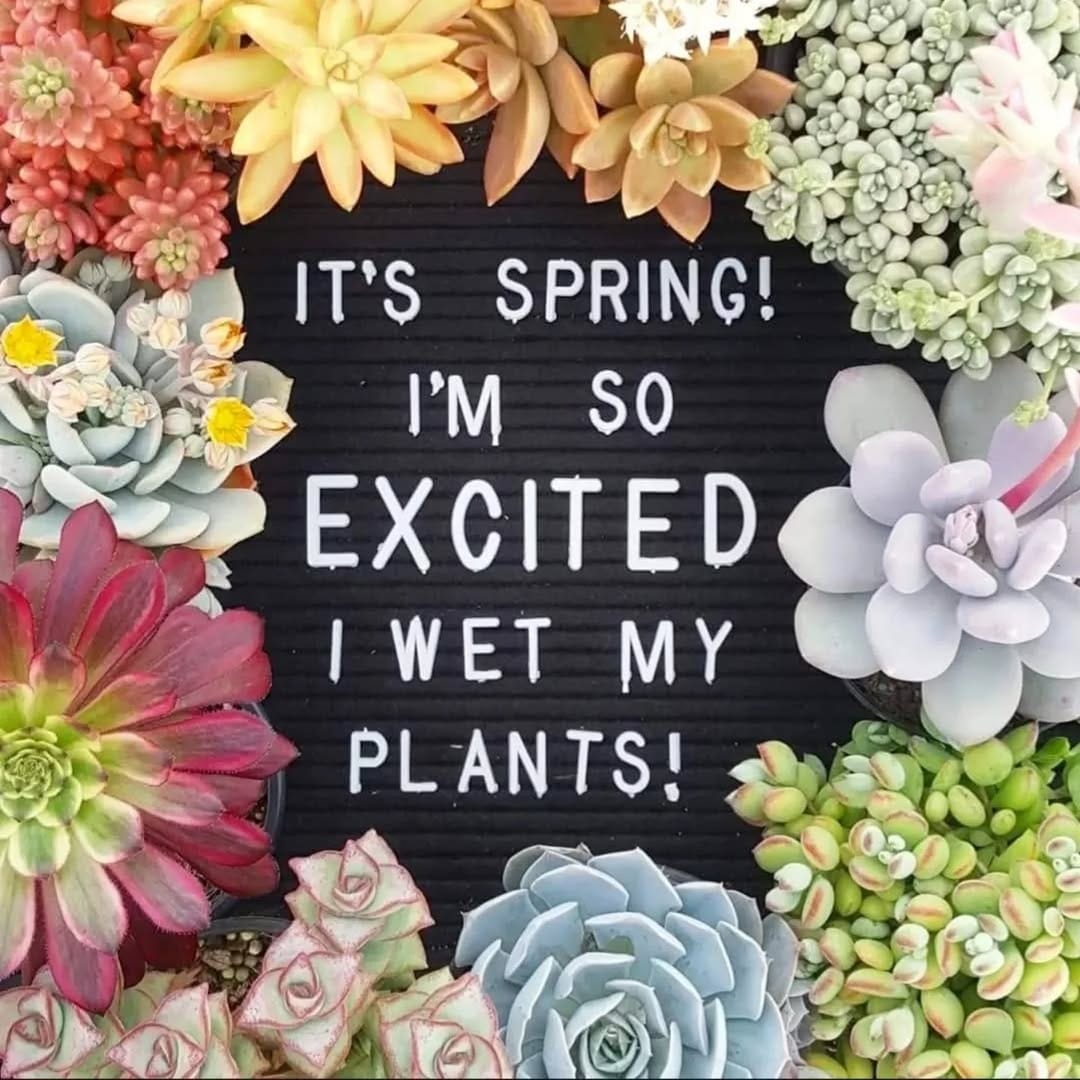 Post 7 by MICK | HORTICULTURALIST | SUCCULENT SPECIALIST 🌵 on Instagram (image)