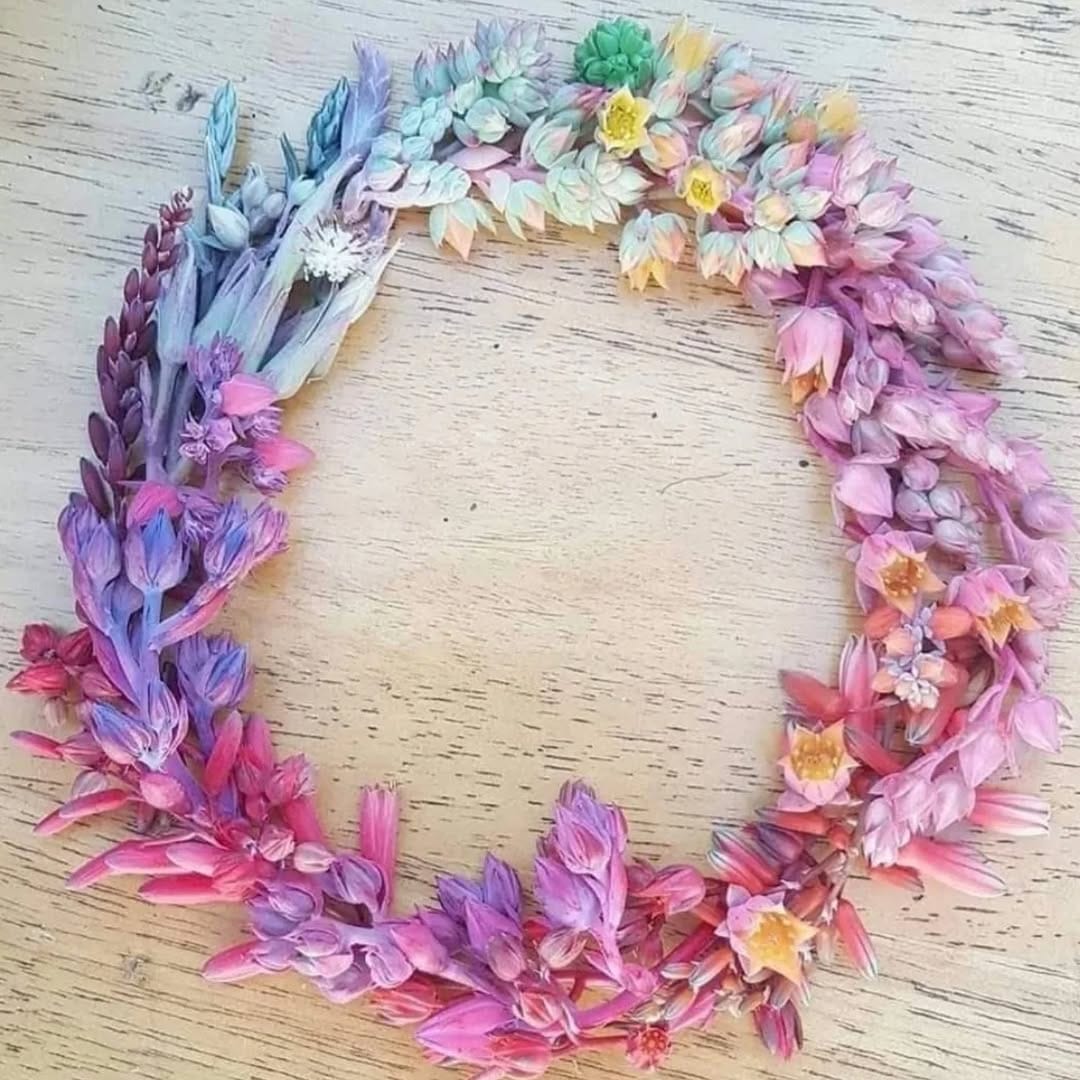 Post 1 by MICK | HORTICULTURALIST | SUCCULENT SPECIALIST 🌵 on Instagram (image)