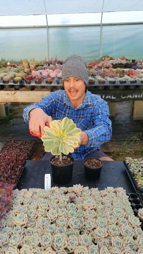 Post 10 by MICK | HORTICULTURALIST | SUCCULENT SPECIALIST 🌵 on Instagram (video)