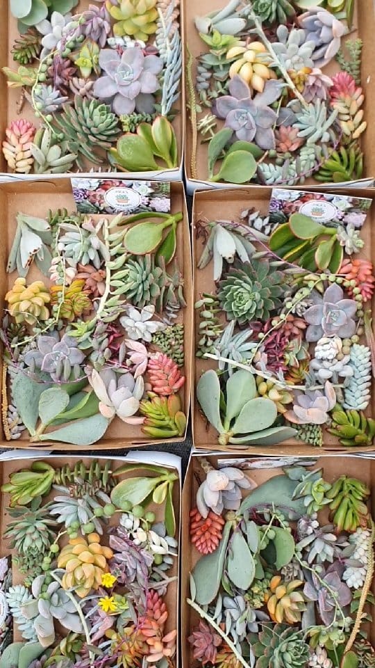 Post 9 by MICK | HORTICULTURALIST | SUCCULENT SPECIALIST 🌵 on Instagram (video)