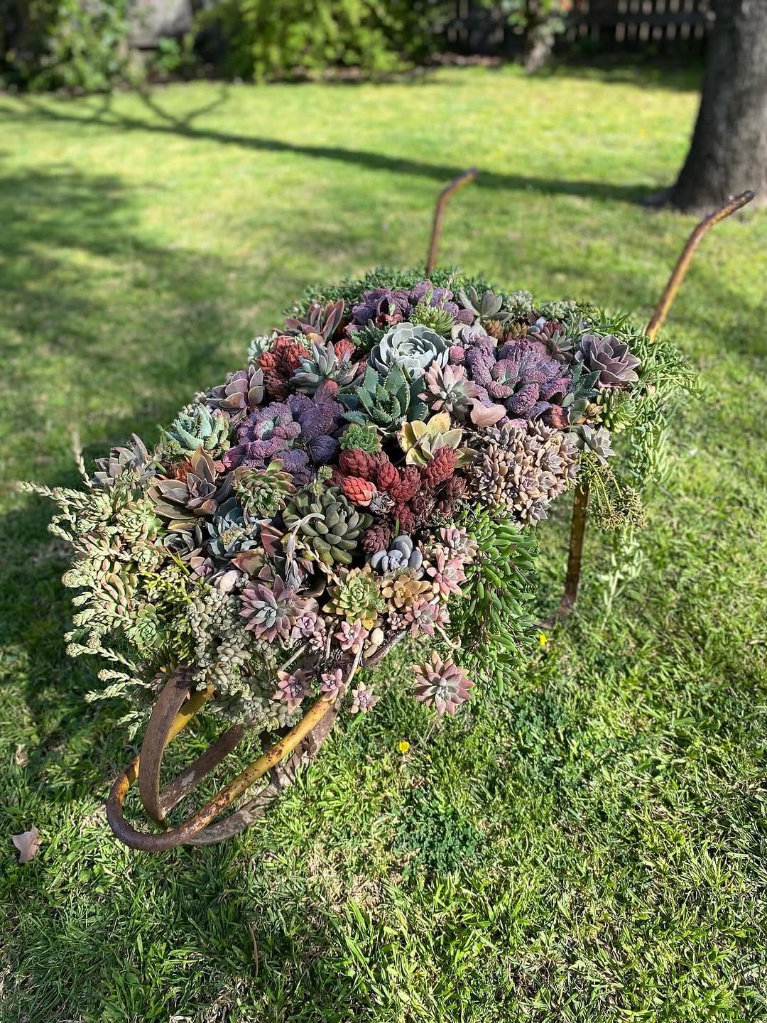 Post 5 by MICK | HORTICULTURALIST | SUCCULENT SPECIALIST 🌵 on Instagram (carousel)