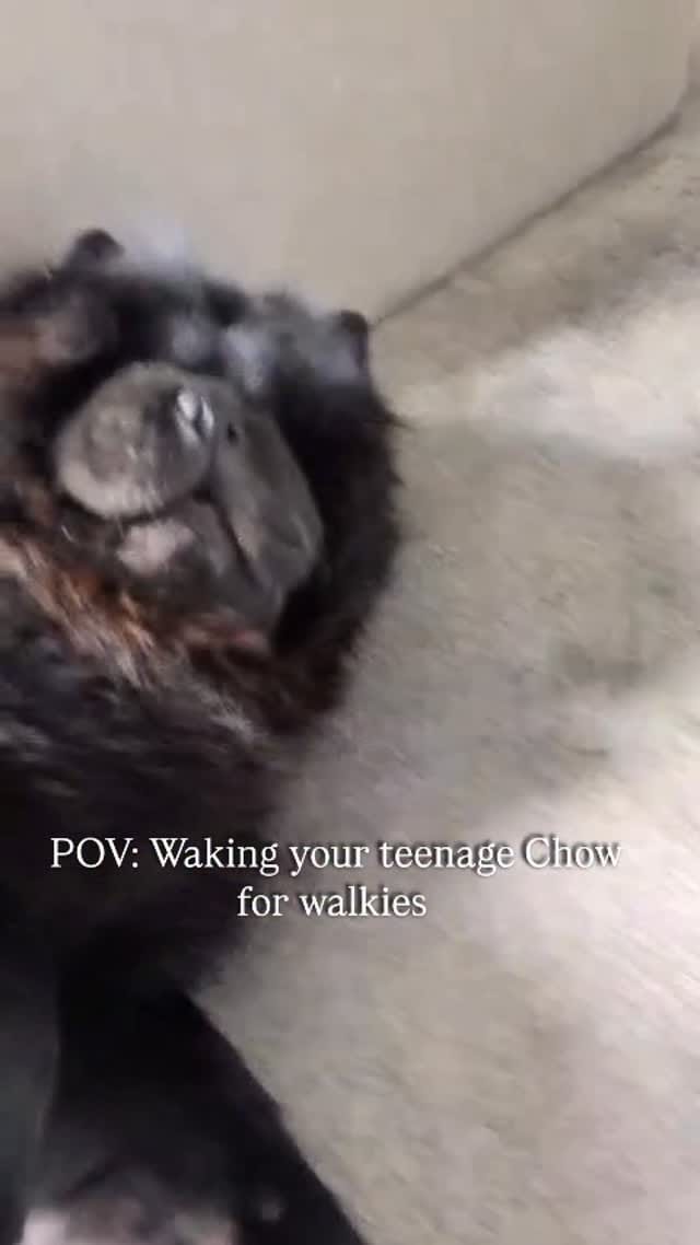Post 5 by Beau & Bear 🧸🖤 on Instagram (video)