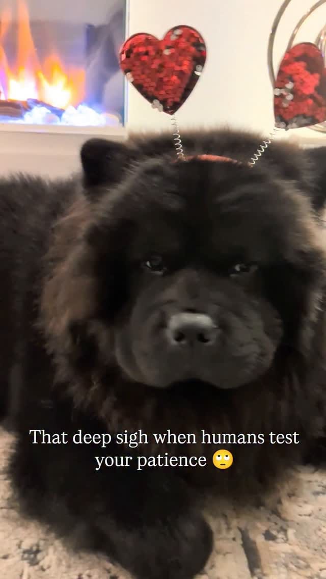 Post 1 by Beau & Bear 🧸🖤 on Instagram (video)