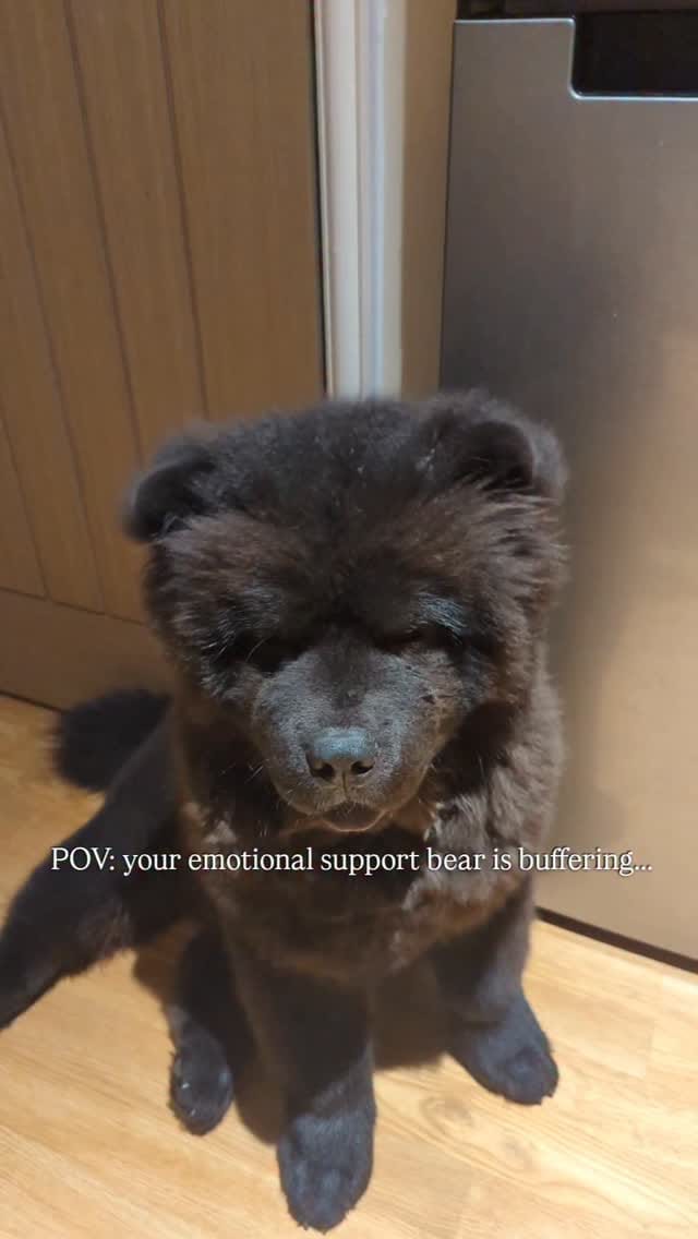 Post 6 by Beau & Bear 🧸🖤 on Instagram (video)