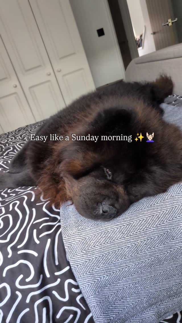 Post 7 by Beau & Bear 🧸🖤 on Instagram (video)