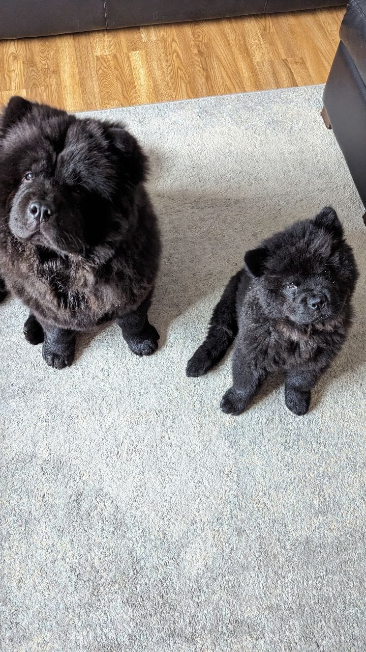 Post 10 by Beau & Bear 🧸🖤 on Instagram (video)