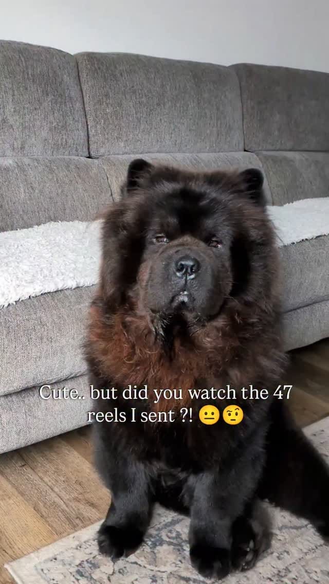 Post 4 by Beau & Bear 🧸🖤 on Instagram (video)
