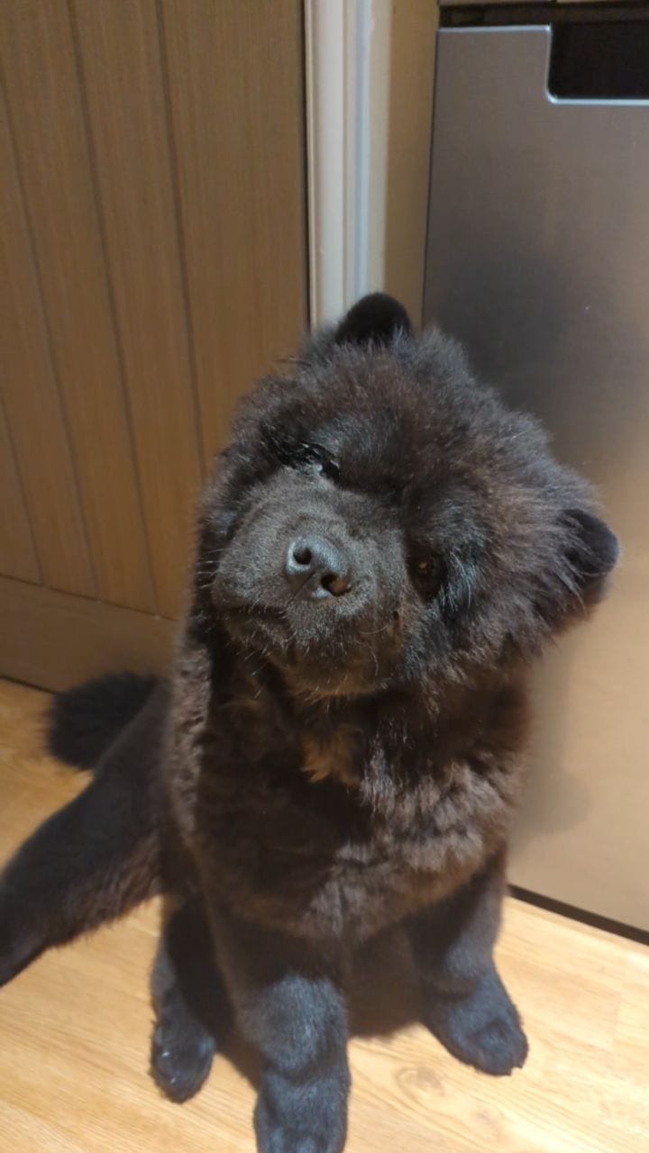 Post 9 by Beau & Bear 🧸🖤 on Instagram (video)