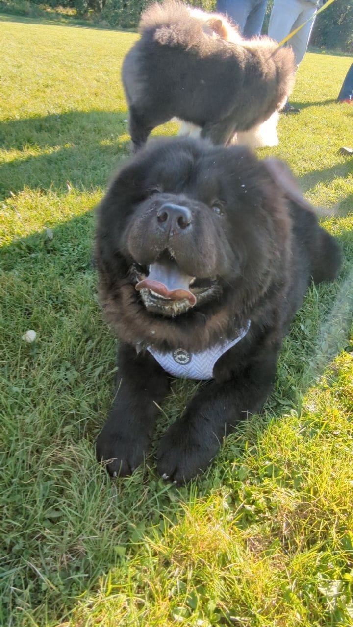 Post 8 by Beau & Bear 🧸🖤 on Instagram (video)