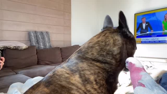 Post 2 by Cracker & Milo on Instagram (video)