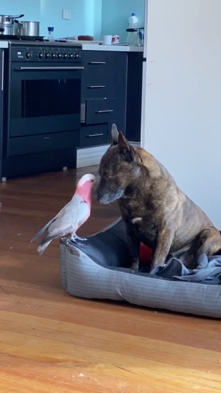 Post 10 by Cracker & Milo on Instagram (video)