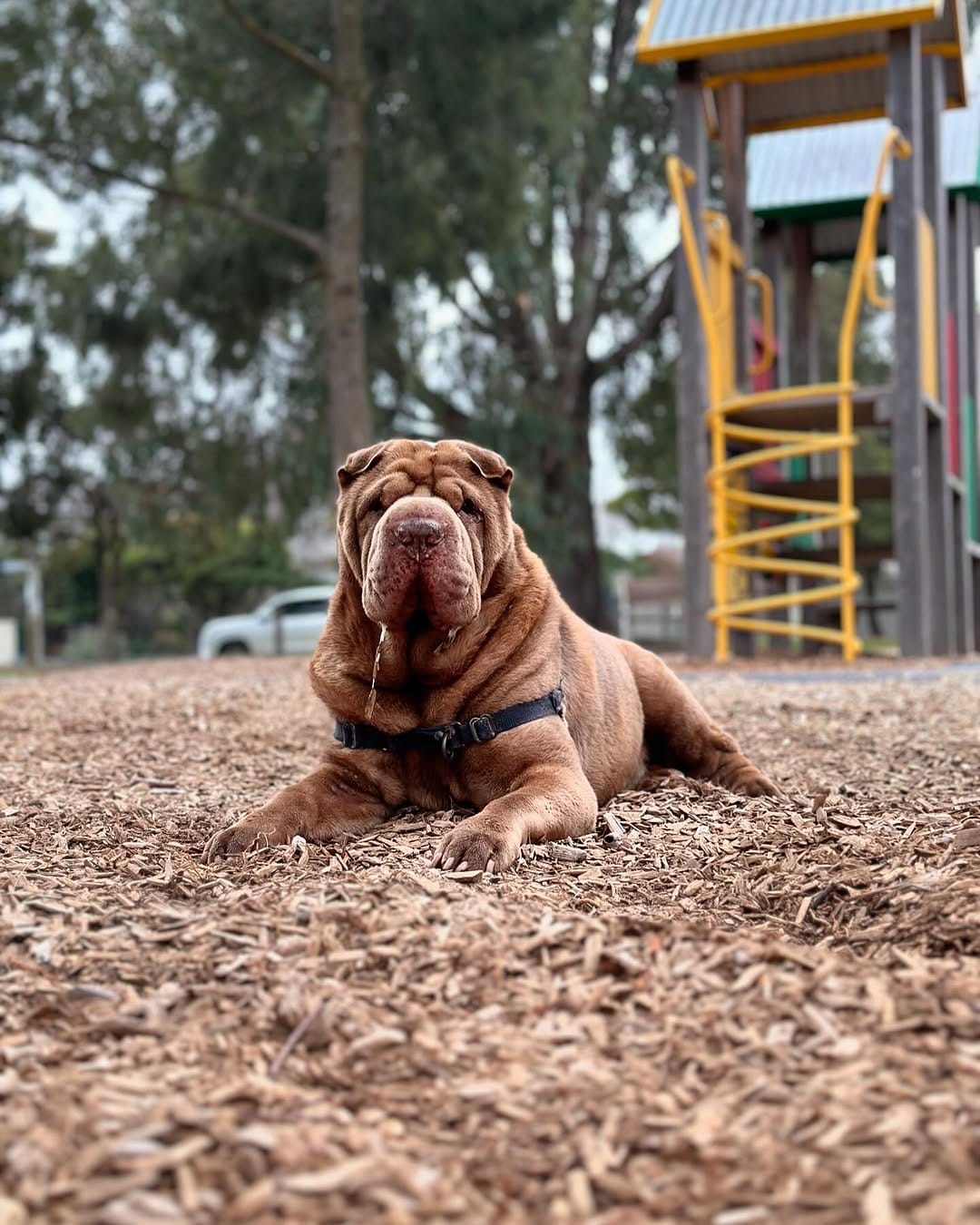 Post 1 by Griffin the Shar-Pei on Instagram (image)