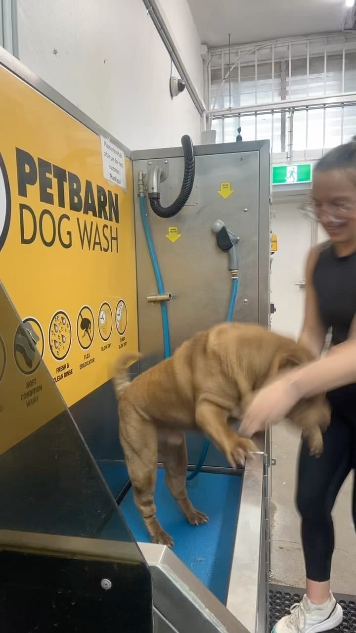 Post 9 by Griffin the Shar-Pei on Instagram (video)