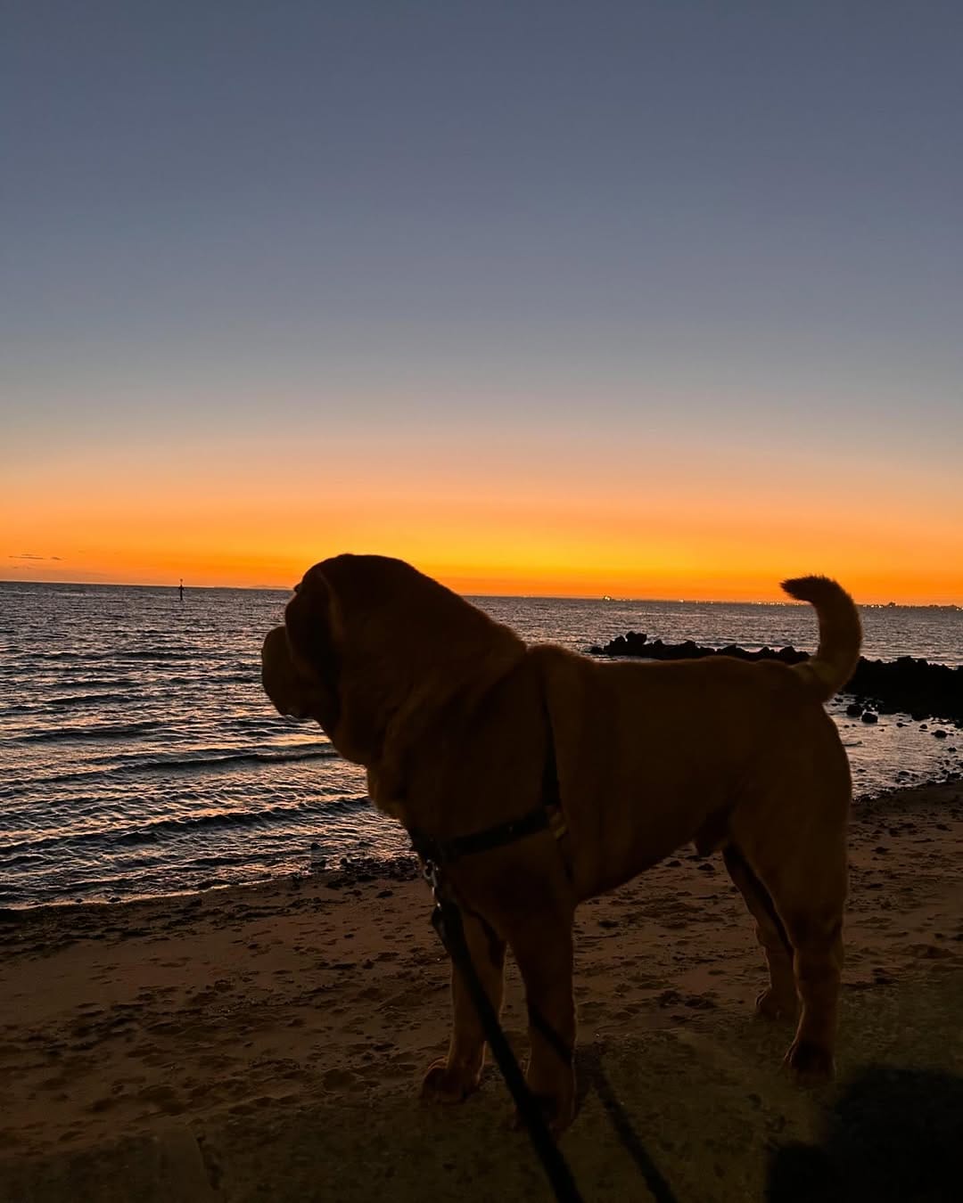 Post 8 by Griffin the Shar-Pei on Instagram (image)