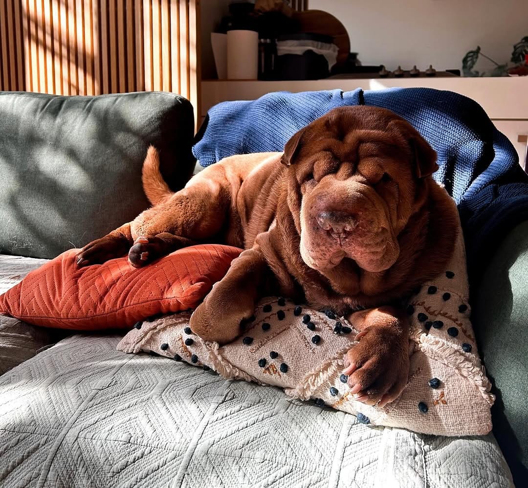 Post 6 by Griffin the Shar-Pei on Instagram (image)