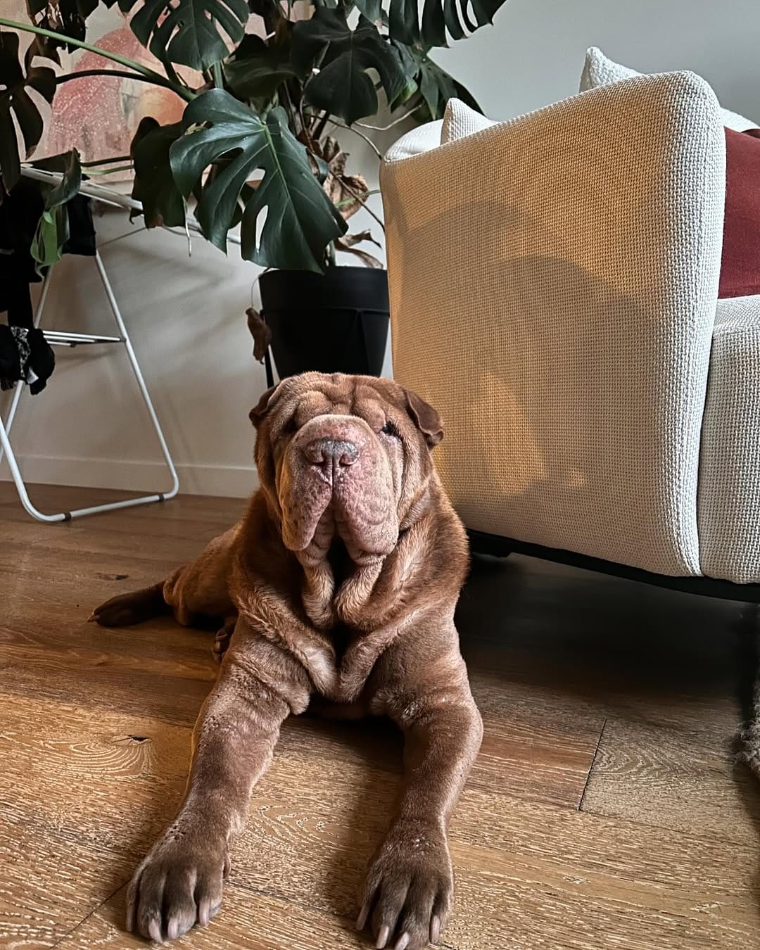 Post 4 by Griffin the Shar-Pei on Instagram (image)