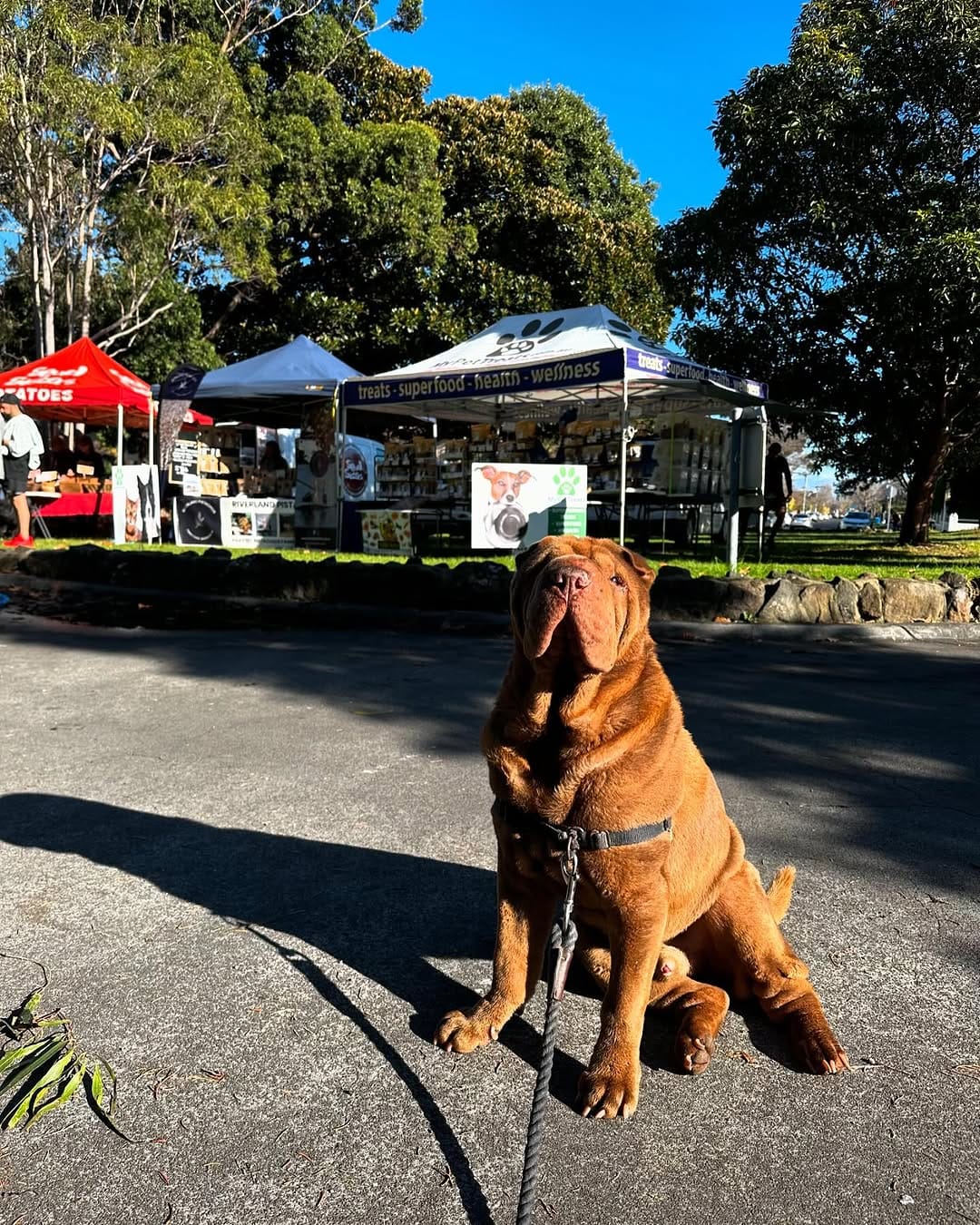 Post 3 by Griffin the Shar-Pei on Instagram (image)
