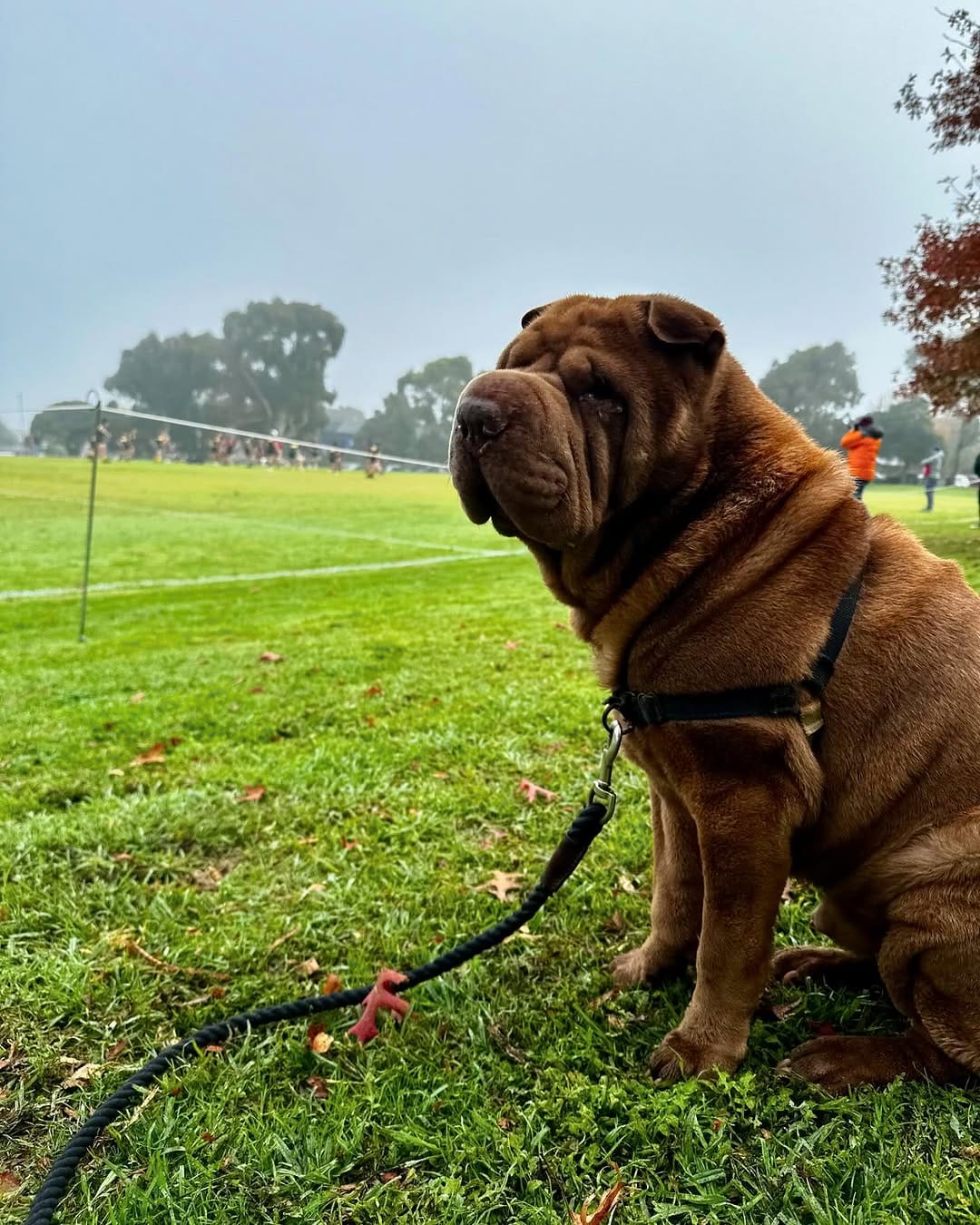 Post 7 by Griffin the Shar-Pei on Instagram (image)